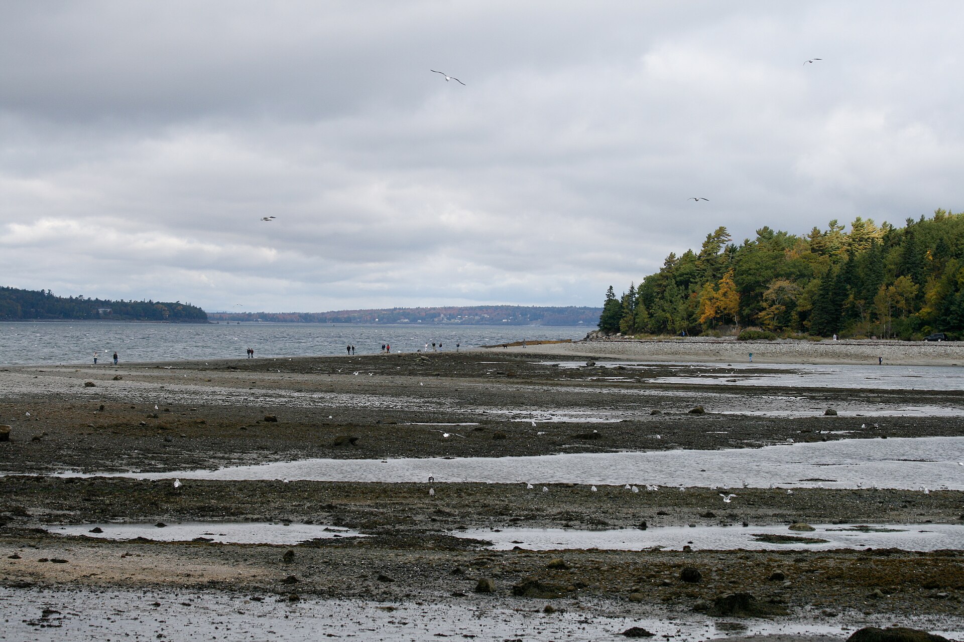 People walking across the exposed sandbar to Bar Island at low tide in Bar Harbor, Maine