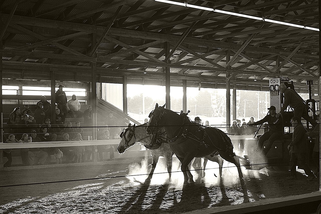 A team of draft horses in a horse-pulling competition at the Cumberland Fair, Maine