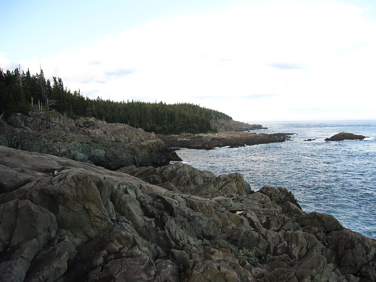 Rocky headlands and spruce forest meeting the sea along the Bold Coast at Cutler, Maine