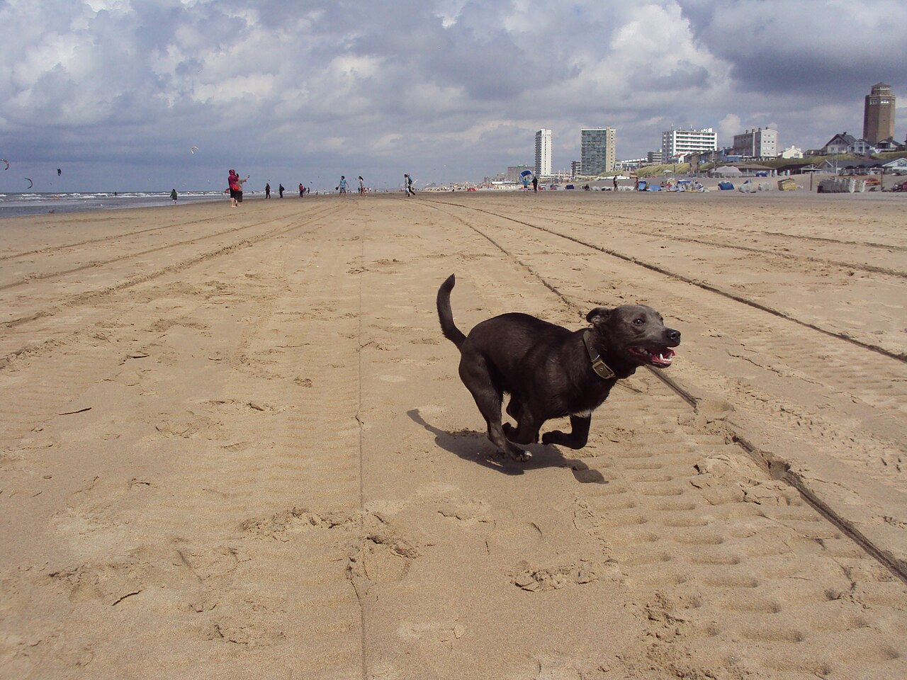 A dog running happily on a sandy beach