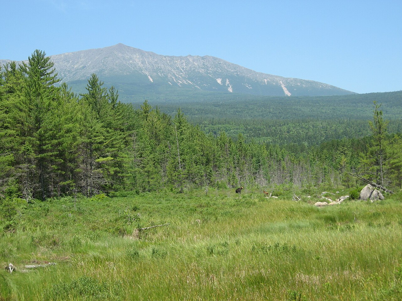 A moose in a meadow below Mount Katahdin, framed by pine forest in Maine
